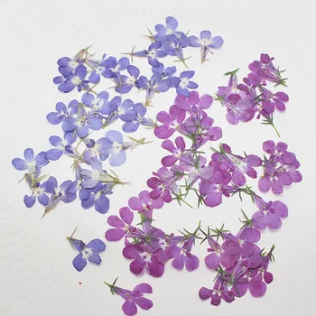 1000 шт. Образцы сухих цветов Лобелии для поделок ручной работы 10