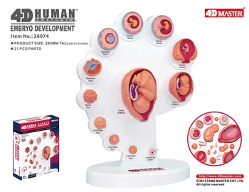 4D Мастер анатомическая модель органа роста плода человека 21 деталь, игрушка-головоломка для сборки человеческого тела