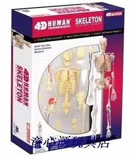 4D МАСТЕР человека 46 шт. собранный набор модель игрушки скелет модель всего тела кости медицинского применения 18,5*5,5*24 см бесплатная доставка 5