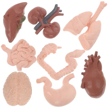 Модель Анатомии человека, Игрушечные органы, Инструменты для обучения в классе, Искусственный Желудок, Детские Развивающие игрушки 9