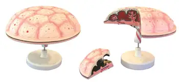 Модель плацентарной пуповины (2 части) Модель плаценты и пуповины 6