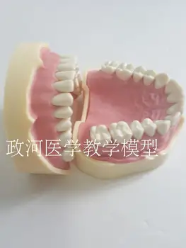 Стоматологическая модель десневой полости рта, съемная мягкая десна, практика бесплатной доставки 4