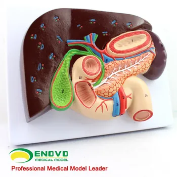 Структурная модель гепатобилиарной системы человека и поджелудочной железы, дуоденогастральной системы, пищеварительная медицина, модель Уиппла